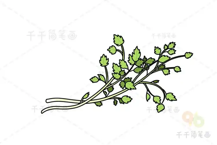 水芹简笔画简单易学