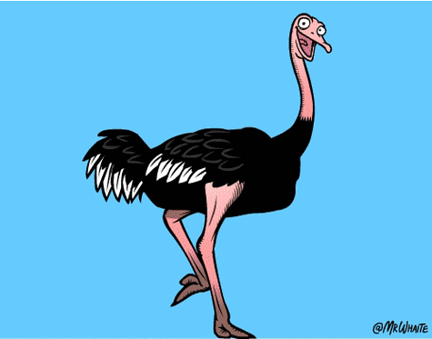 19个可爱又有趣的动物冷知识配图超搞笑