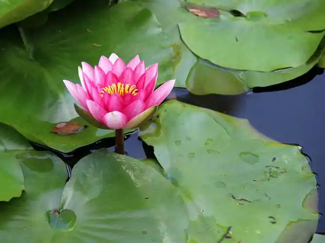 为什么佛菩萨都坐在莲花上面呢?