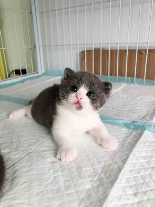 家养英短蓝白蓝猫小奶猫