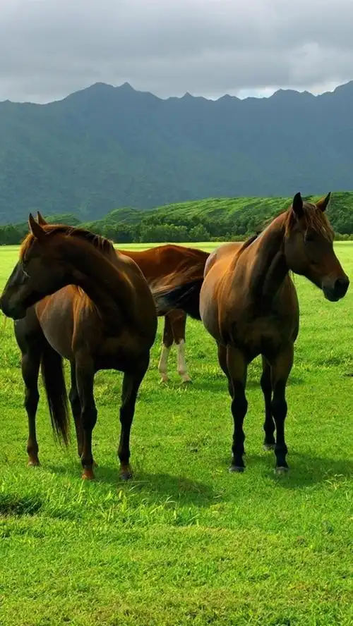 在草原上吃草的马 iphone 壁纸