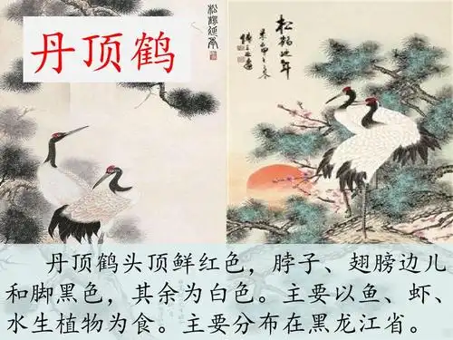 2017新改版苏教版二年级语文上册20美丽的丹顶鹤公开课ppt课件