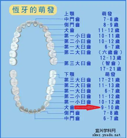 孩子的换牙问题