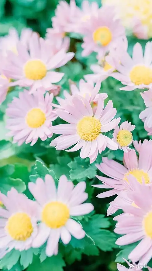 小清新系列壁纸手机壁纸小清新小清新图片唯美简约第134期