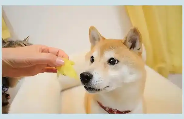 网红狗狗doge辞世!表情包风靡十载,一代人记忆里程碑