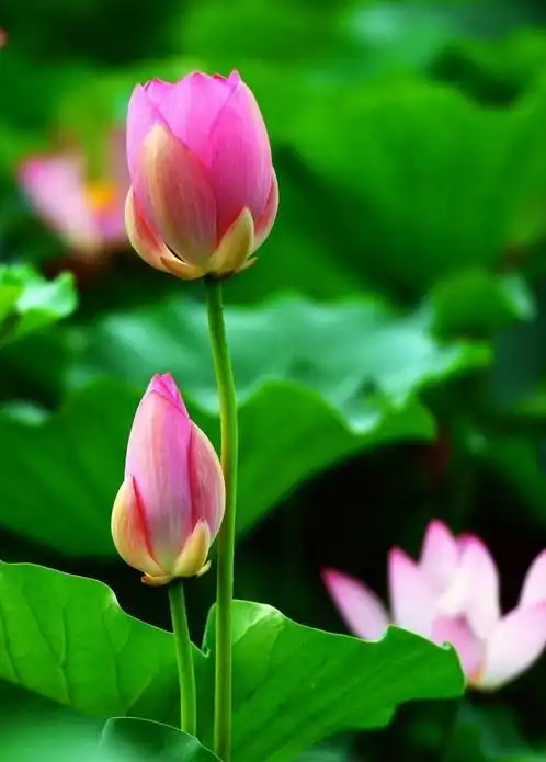 它清高自洁 不被污泥而染 静立水中 绽放美丽的光彩 它修心养性 如