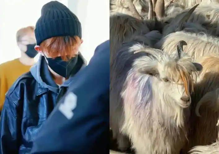 网友发现羊届"易烊千玺",不仅挑染发型一样,连神态都极为相似