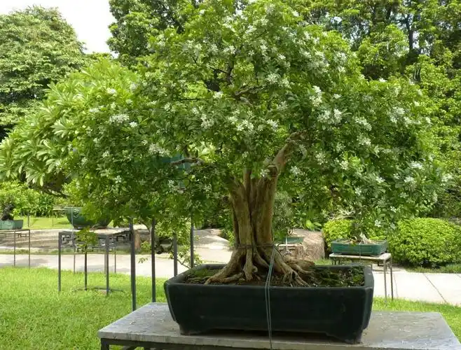 七里香 page 3 - garden manage - gfinger is the best garden