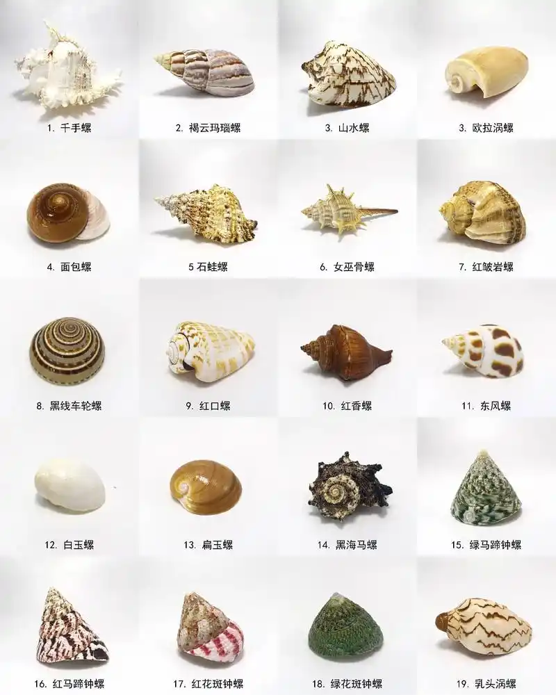 海螺贝壳名字.海螺贝壳收藏爱好者 #海螺#贝壳#带你去看海# - 抖音