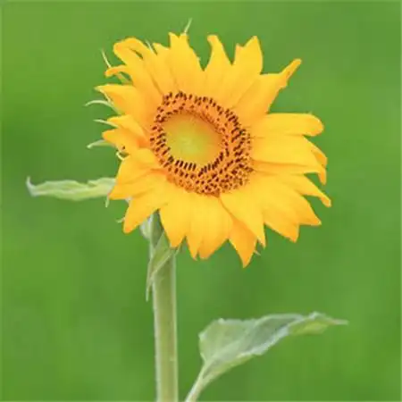 给人一种阳光的头像高清唯美阳光干净的微信头像图片