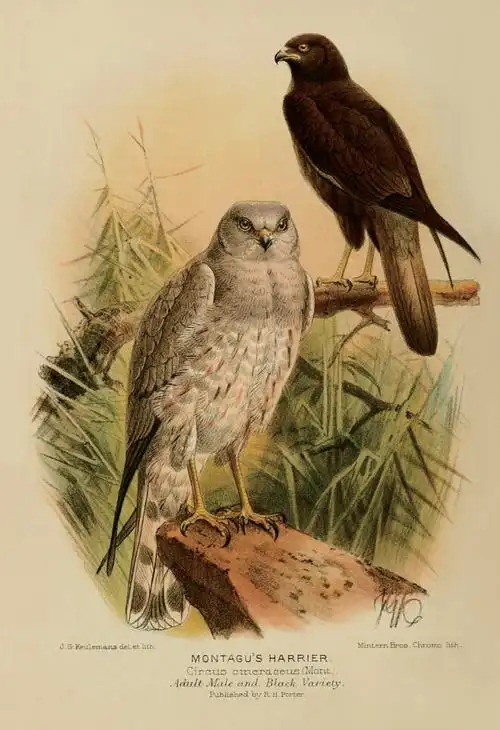 国际爱鸟日 | 19世纪最出色鸟类插画师,手绘记录濒危飞鸟之美