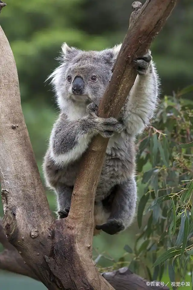 树袋熊睡眠时间达到22个小时左右,可谓是一个真正意义上的大懒虫