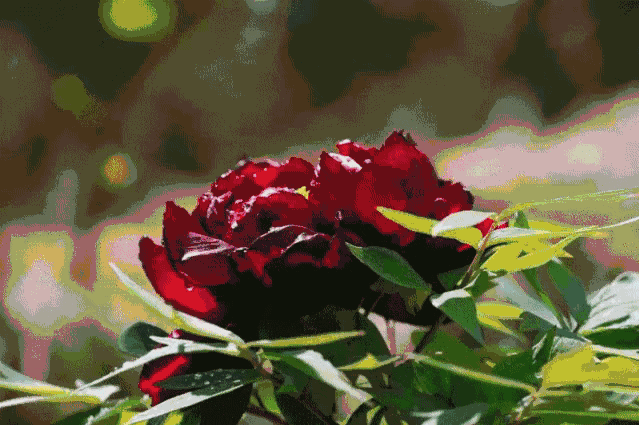 绝对让你一见倾情,雁鸣蟹岛首届牡丹花展来了,开放时间:早8:30——晚5