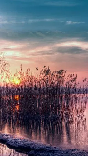 黄昏美丽的风景,宁静的湖水,芦苇,夕阳 iphone 壁纸