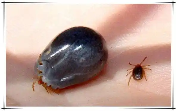 十大最恶心寄生虫 这十种虫子看了让人想吐(重口味)