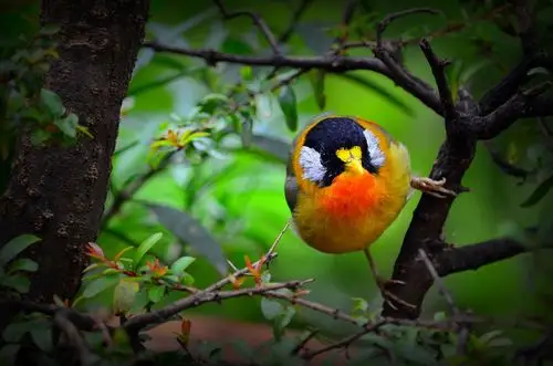 七彩云南拍鸟纪(七)银耳相思鸟