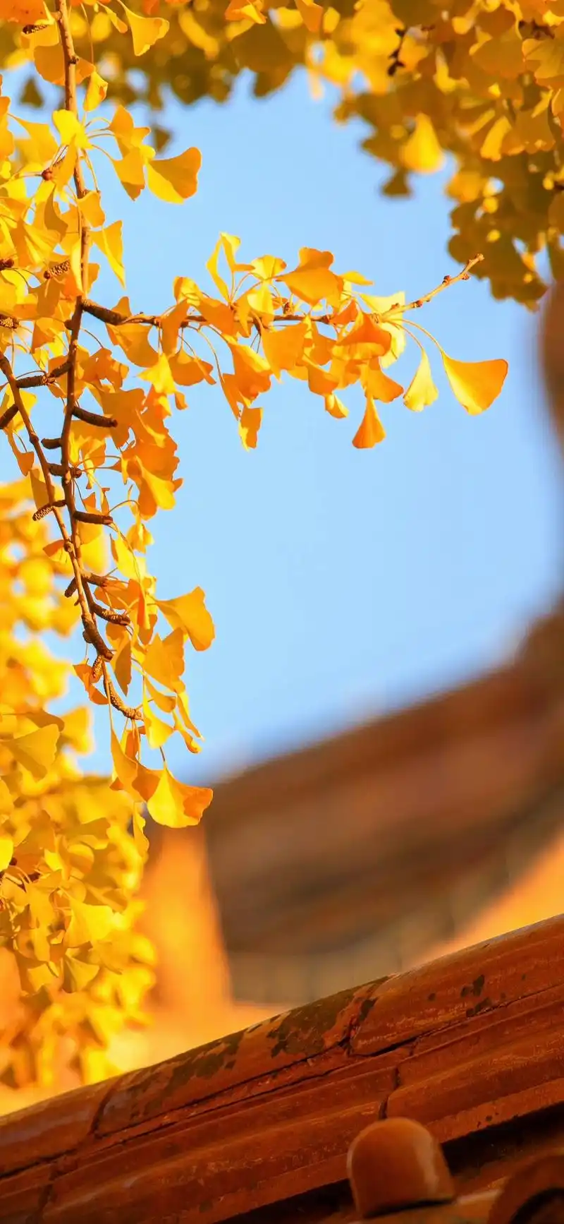 分享一份故宫秋日壁纸～#落叶知秋风渐凉 #把我的秋天拍给你看