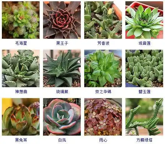 常见的144种多肉植物图片及名称大全