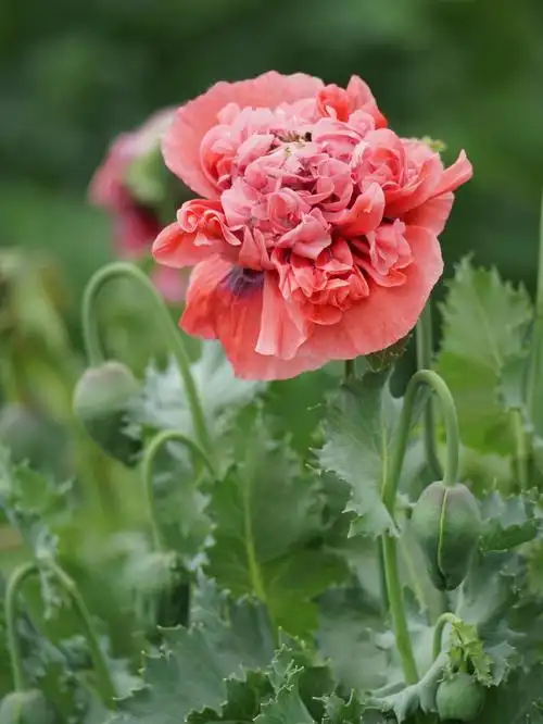 罂粟花拍摄于20220507北京国家植物园南园