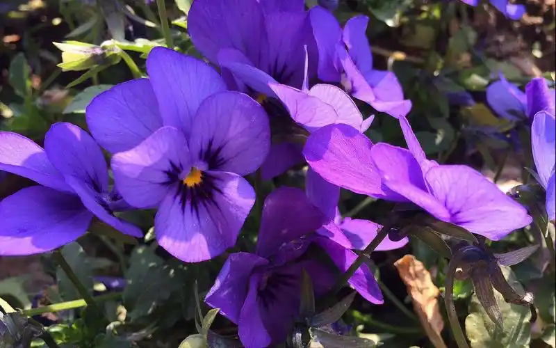 紫色清新三色堇绽放图片电脑壁纸