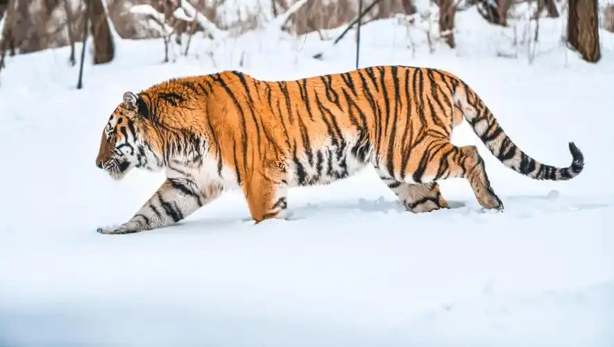 生性威武的东北虎
