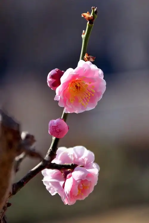 宫粉是梅花品种中数量最多,较为常见的品种群.