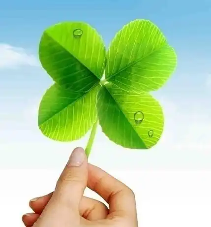 谁有四叶草高清图片?我说的高清图片是指四叶草四片叶子的高清大图