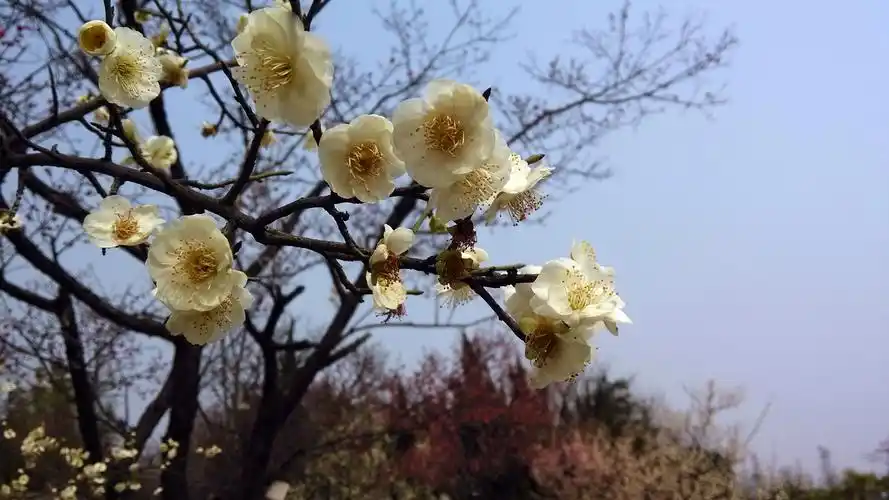 坚强梅花精美桌面_梅花的高洁
