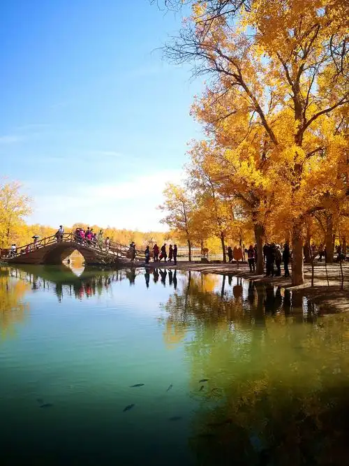 最美秋景之金塔胡杨林 写美篇听人说红色最适合金黄色,也装一下,中国