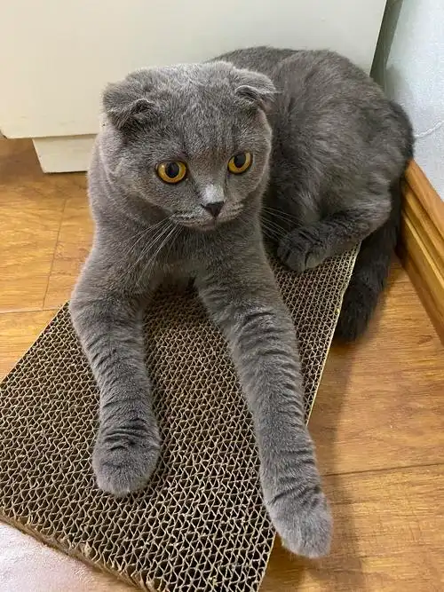 我们家两岁的英短折耳小蓝猫