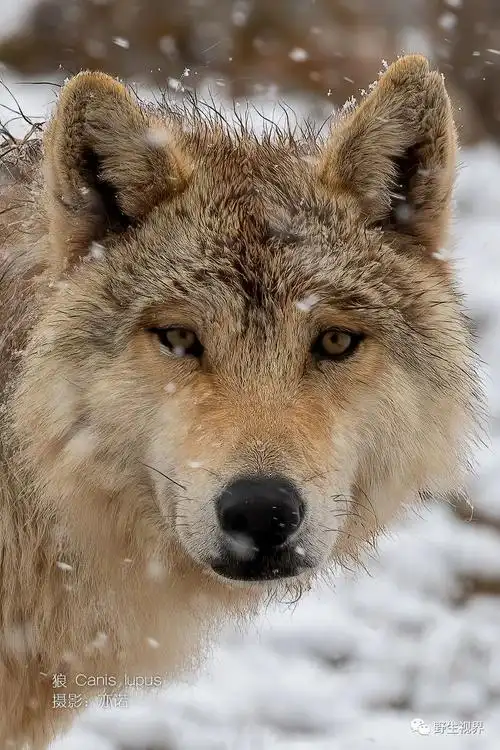 2020年我拍摄的100种野生动物