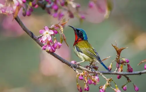 2021年2月4日图说中国成都网友作品选