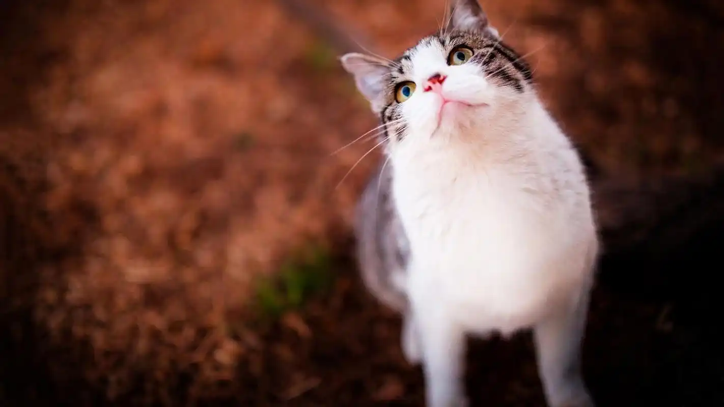 > 小清新绿色护眼高清唯美桌面壁纸(1920x1080)