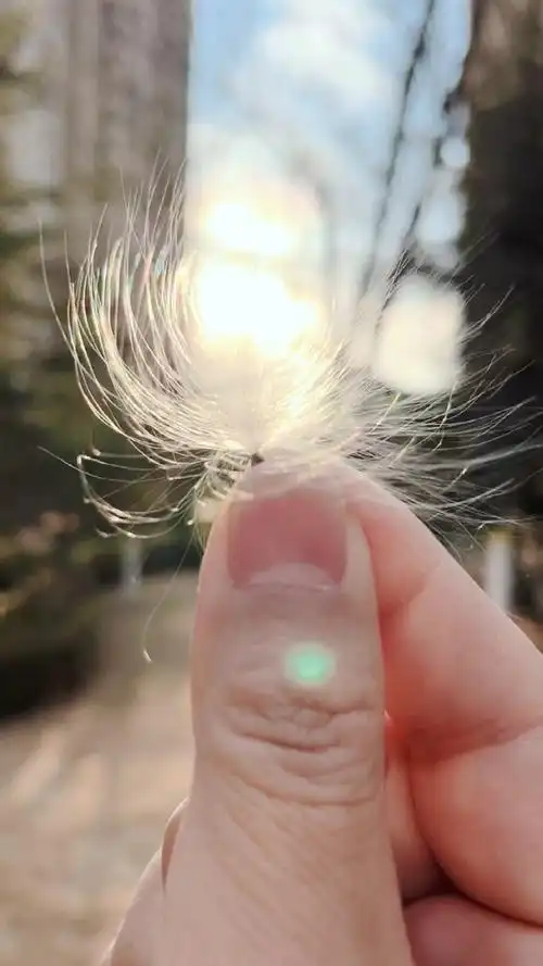 手机摄影#一缕青丝,一头白发