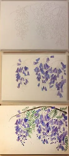 水彩手绘 61 蓝花楹