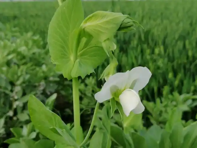 "豌豆开花 - 摄影师153519862364141 - 图虫
