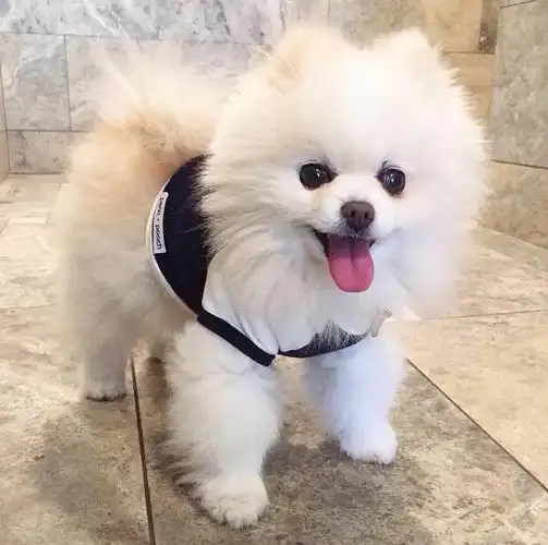 博美犬温顺可爱,它们一般对人都很友好.