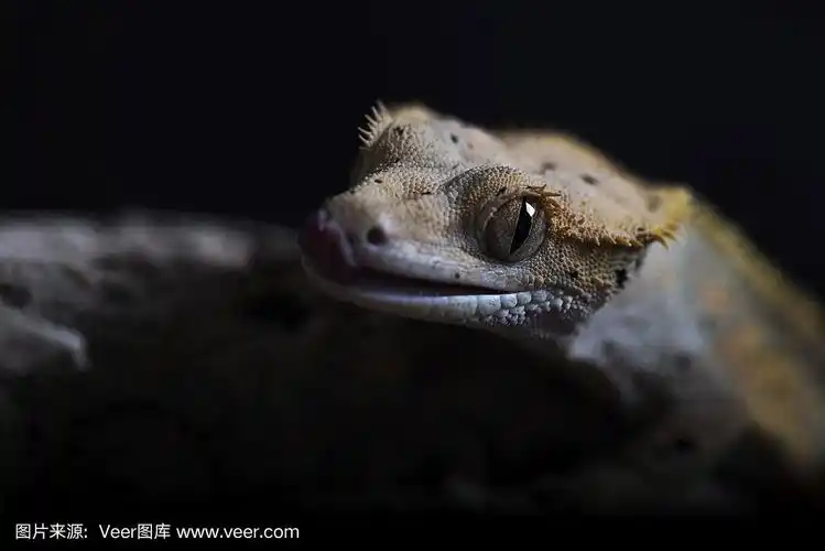 凤头壁虎黑色背景