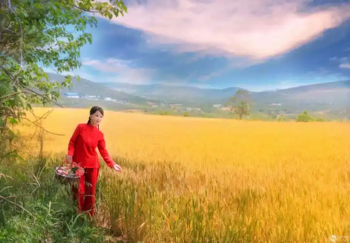 金色麦田-人物人像-光影中国网-36.01ny.cn - powered by discuz!