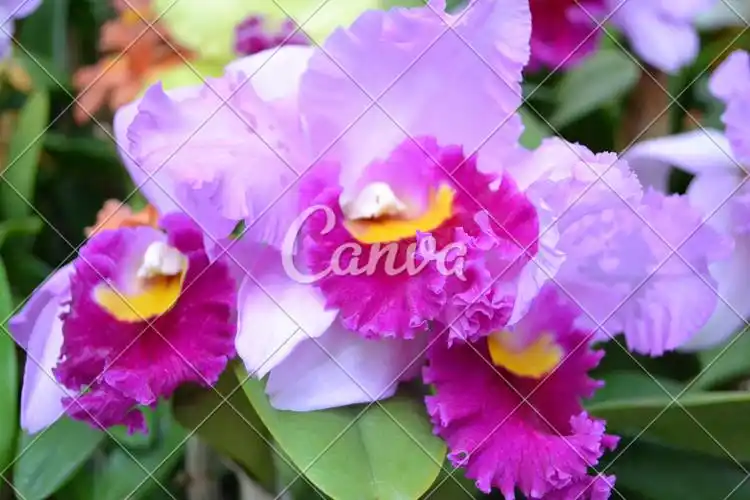 粉色紫色特写兰花摄影图片