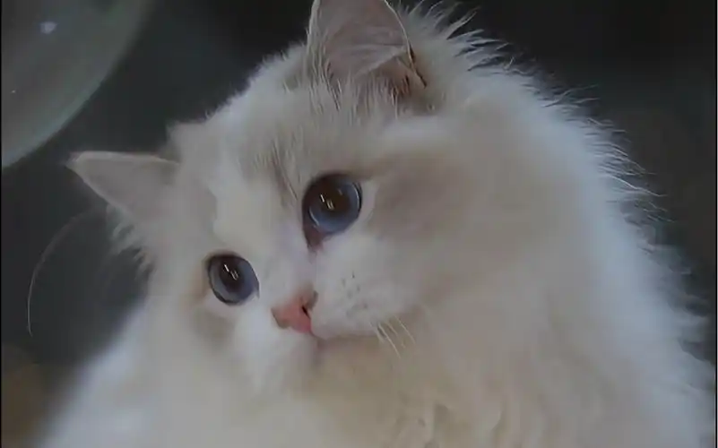 为什么会有这么可爱的布偶猫?