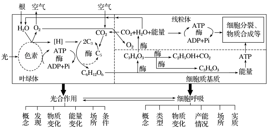 细胞的代谢 考点6 透过光合作用和细胞呼吸原理,掌握过程关系图解