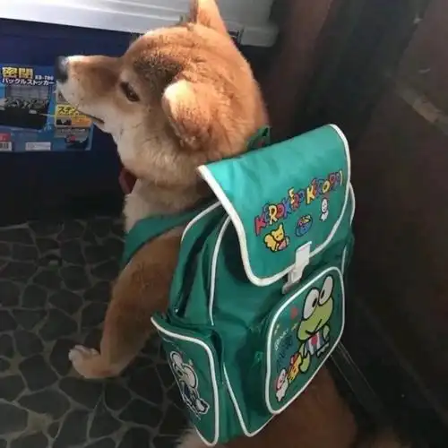 【沙雕头像】空你几哇瓦大喜拿马 精神小伙_个头