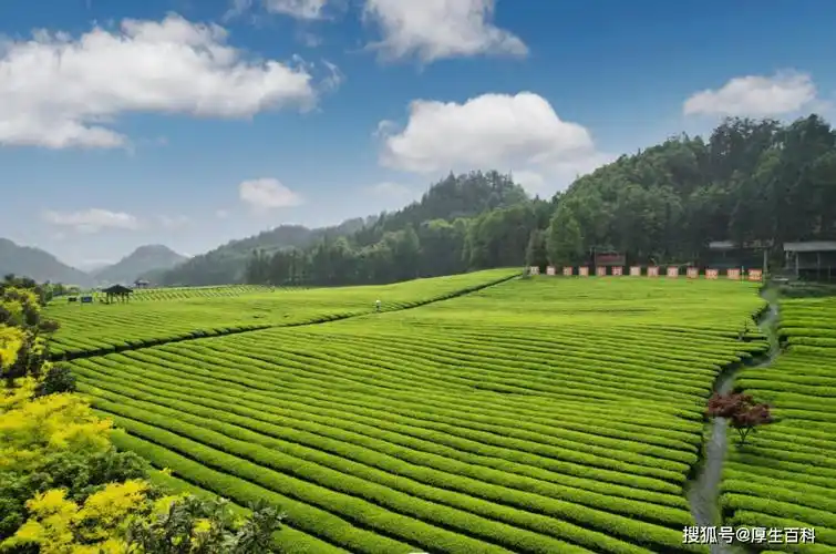 理想华莱|直销履责,理想华莱以黑茶助力"乡村振兴"之路_发展_产业