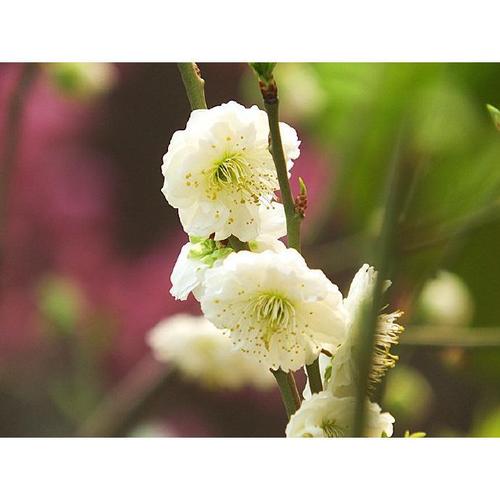 金钱绿萼 原生梅花树苗春梅绿萼梅盆景盆栽素材花园庭院阳台浓香