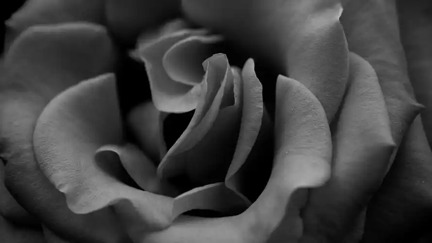 电脑壁纸 花卉 鲜花 非黑即白的世界