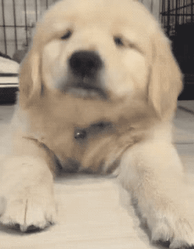 小动物猫猫狗狗治愈系可爱动图gif