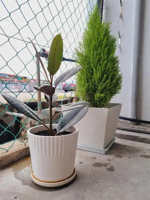 种植物也是一门学问