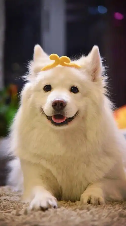 它被称为微笑的天使,超级治愈的小宝贝,你爱了吗?