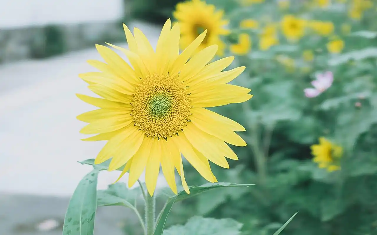 小清新唯美花卉植物高清图片桌面壁纸